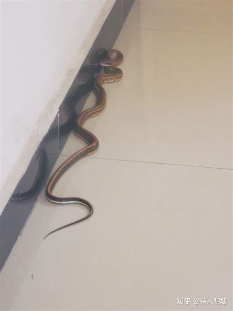 蛇跑进家里代表什么